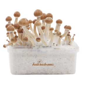 magic mushroom grow kit